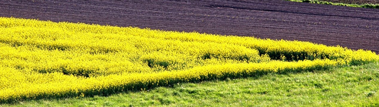 Фермери Великобританії звернулися до майбутнього прем'єр-міністра з приводу Brexit