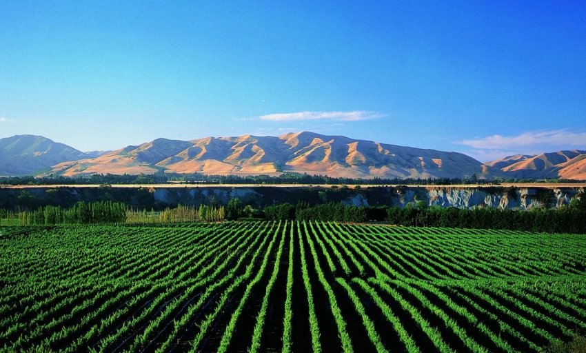 Фермери Великобританії звернулися до майбутнього прем'єр-міністра з приводу Brexit