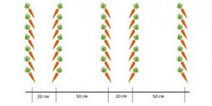 Схема посева моркови