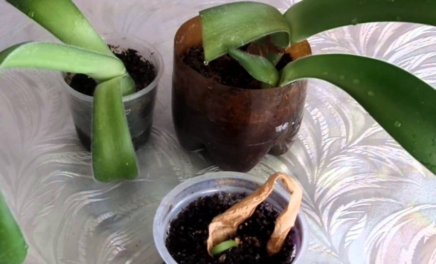 Розмноження цибулиною Розмноження цибулиною