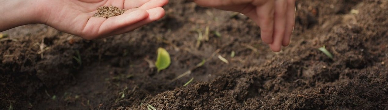 Как посадить семя конопляное закон о конопле в рф