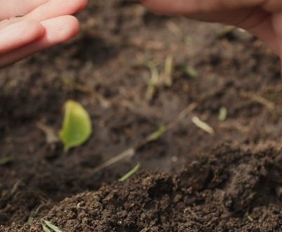 Як правильно посадити моркву, щоб не проріджувати?