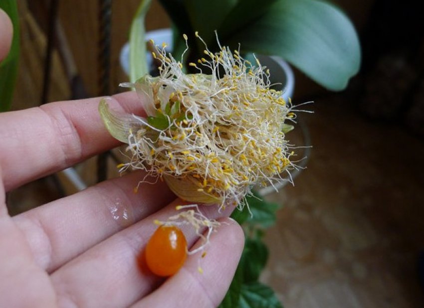 Гемантус семенами амарант семена фото