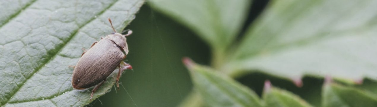 Малиновий жук: зовнішній вид шкідника та методи боротьби