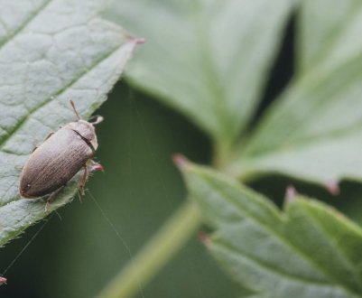 Малиновий жук: зовнішній вид шкідника та методи боротьби