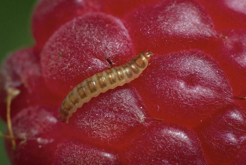 Гусениця малинного жука