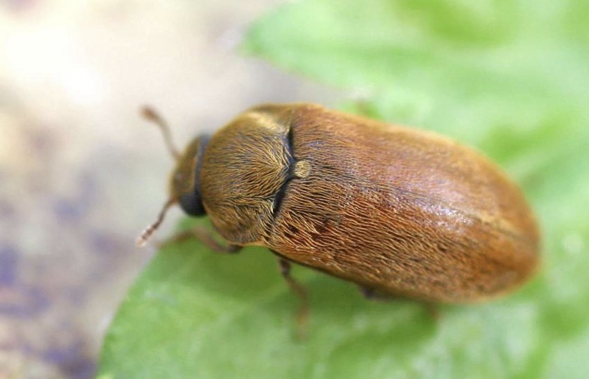 Малиновий жук