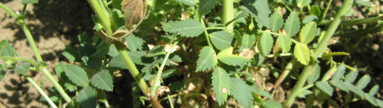 Шкідники і хвороби нуту і як з ними боротися