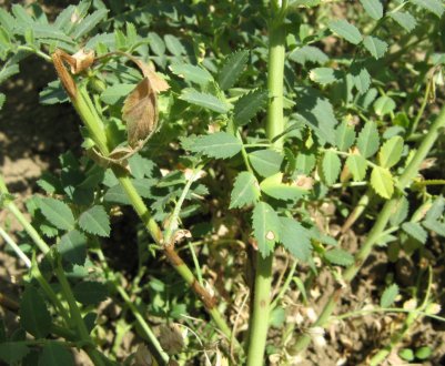 Шкідники і хвороби нуту і як з ними боротися