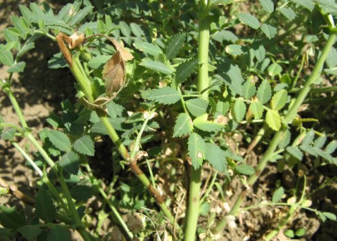 Шкідники і хвороби нуту і як з ними боротися