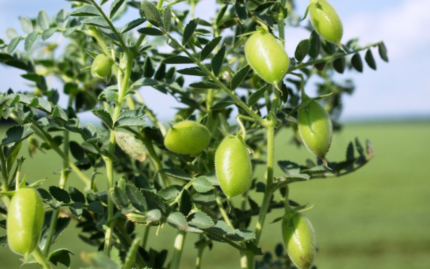 Вирощування нуту Вирощування нуту