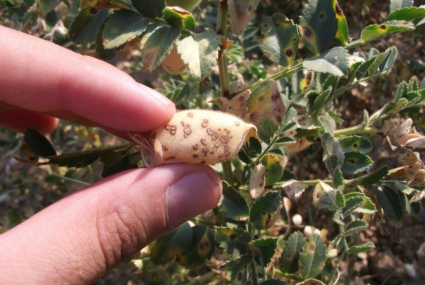 Аскохітоз нуту Аскохітоз нуту