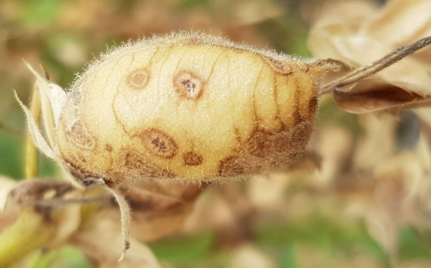 Аскохітоз нуту Аскохітоз нуту