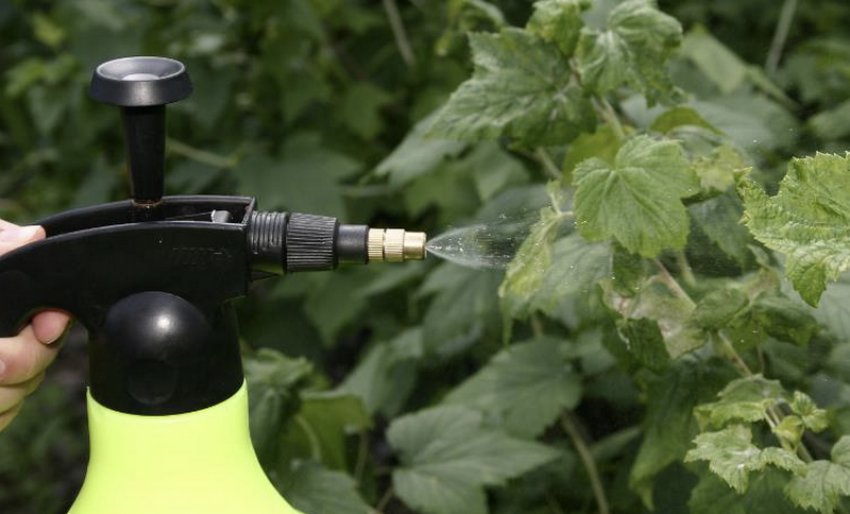 Обробка малини