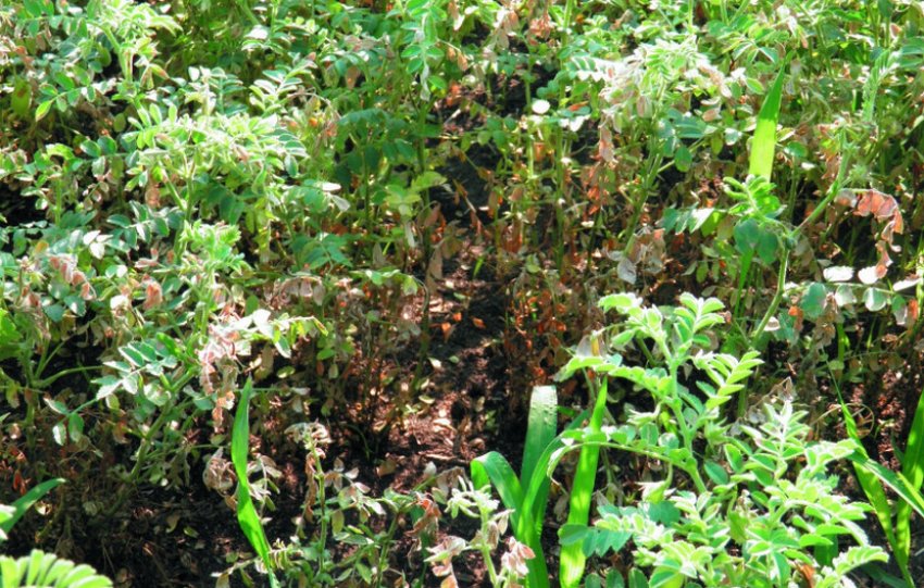 Фузаріоз нуту Фузаріоз нуту