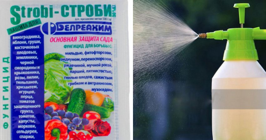 Обприскування фунгіцидами Обприскування фунгіцидами