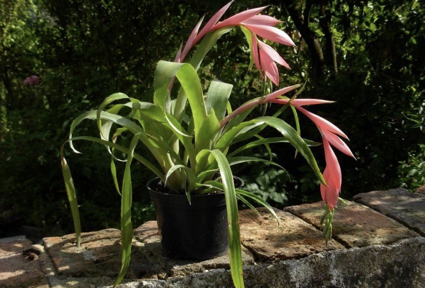 Більбергія