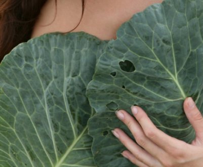 Допомагає капуста збільшити бюст