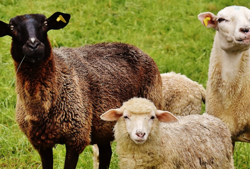 В Шотландії сільськогосподарське товариство провело практичне навчання дітей