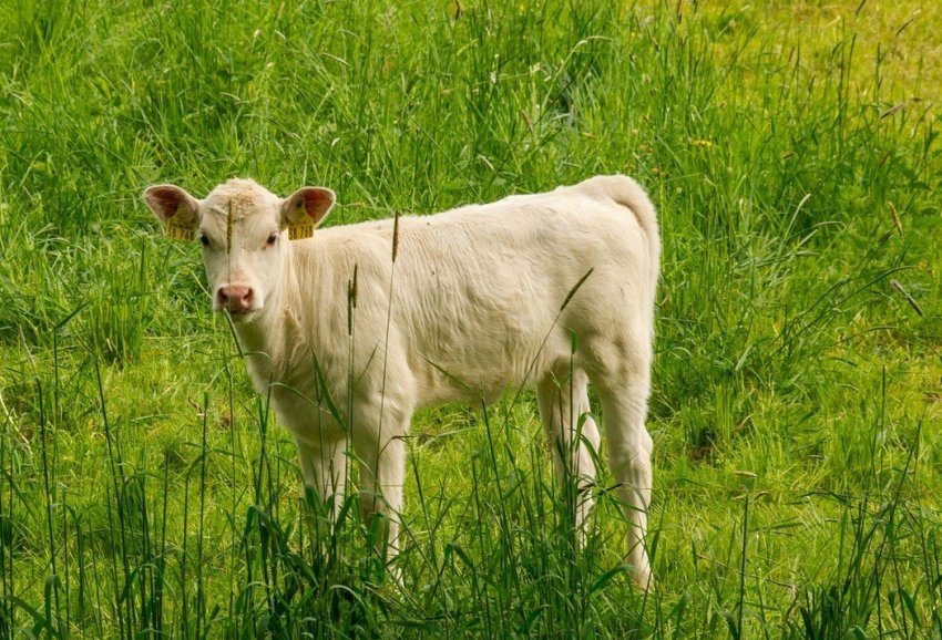 В Шотландії сільськогосподарське товариство провело практичне навчання дітей