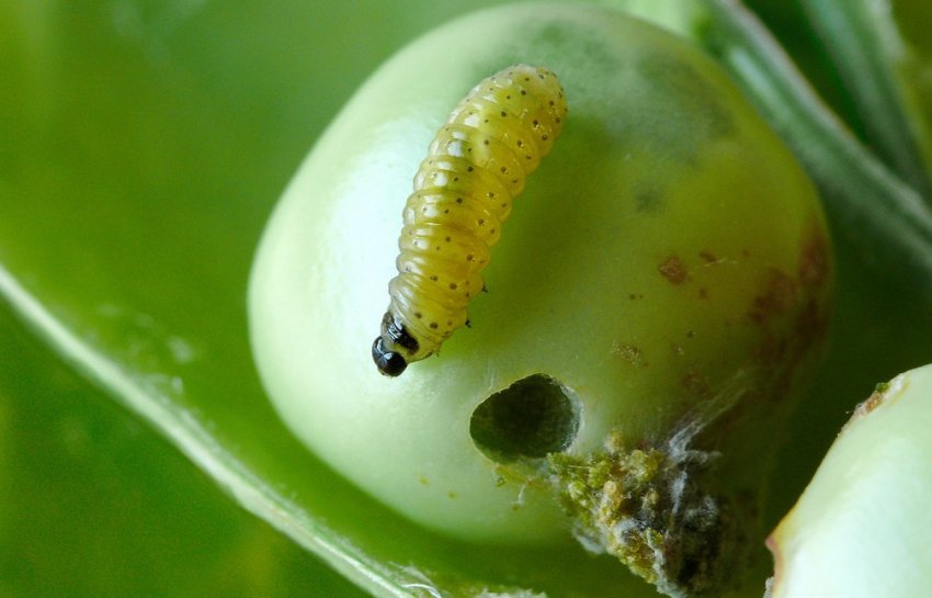 Гусениця горохової плодожерки Гусениця горохової плодожерки