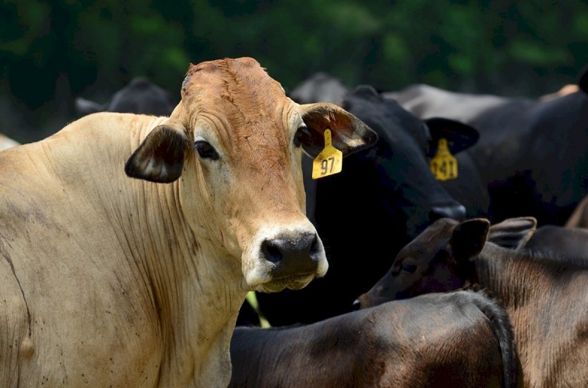 Австралійський сектор тваринництва може крупно втратити, якщо не поліпшить добробут тварин