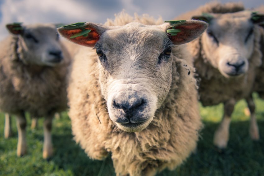 Австралійський сектор тваринництва може крупно втратити, якщо не поліпшить добробут тварин