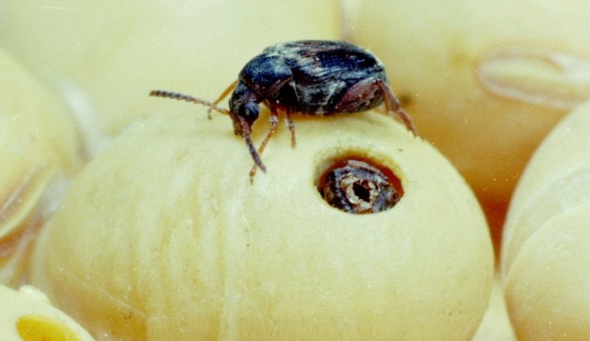 квасолева Зернівка квасолева Зернівка