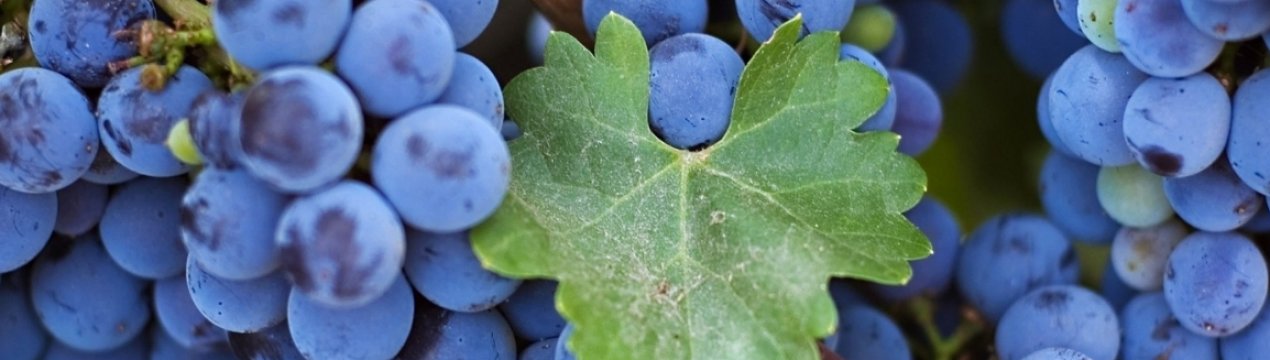 У Великобританії набирає обертів виноградарство