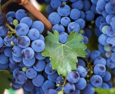 У Великобританії набирає обертів виноградарство