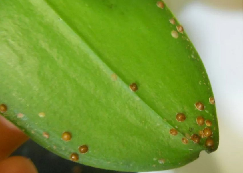 Щитівка на гемантусе Щитівка на гемантусе