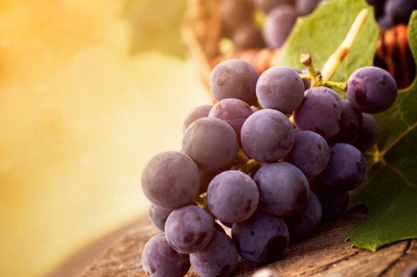 У Великобританії набирає обертів виноградарство У Великобританії набирає обертів виноградарство