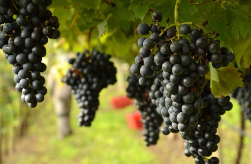 У Великобританії набирає обертів виноградарство У Великобританії набирає обертів виноградарство