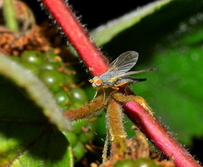 Що таке галиця на малині: фото шкідника, способи позбавлення