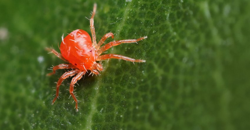 Червоний павутинний кліщ Червоний павутинний кліщ
