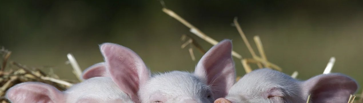 Pirbright і ViroVet об'єднують зусилля для розробки противірусних препаратів проти АЧС