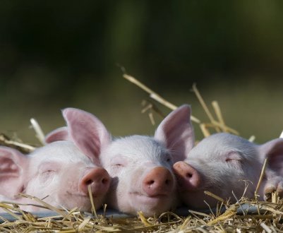 Pirbright і ViroVet об'єднують зусилля для розробки противірусних препаратів проти АЧС