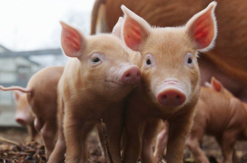 Pirbright і ViroVet об'єднують зусилля для розробки противірусних препаратів проти АЧС