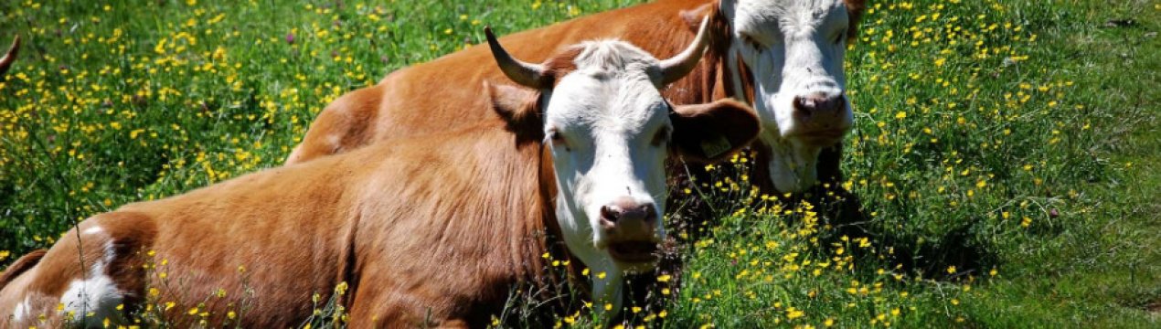 Реферат: Распространение и профилактика гиподерматоза крупного рогатого скота в СПК Некрасовское, Нижнеом
