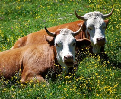 Гіподерматоз ВРХ: симптоми та лікування