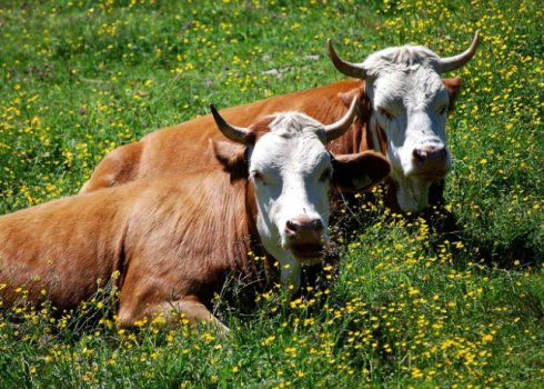 Гиподерматоз КРС: симптомы и лечение