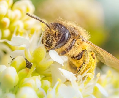 Чим корисна бджола природі і людині