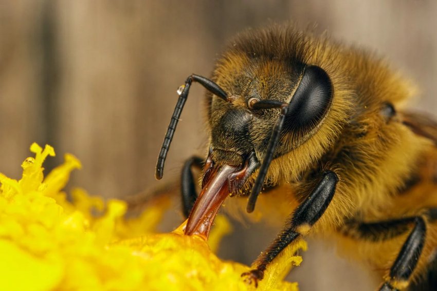 Пчела высасывает нектар