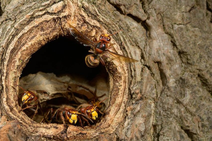 Пчелиное гнездо