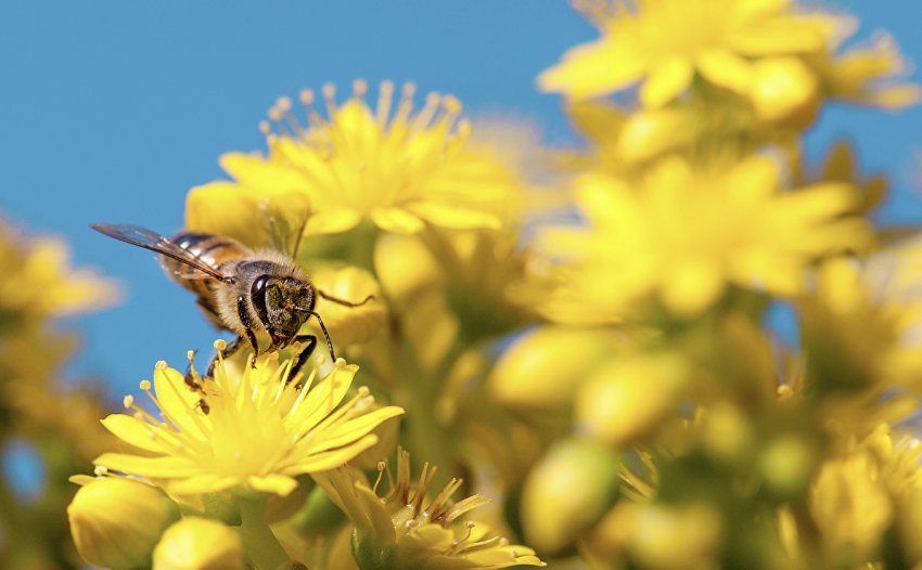 Значение пчелы в природе