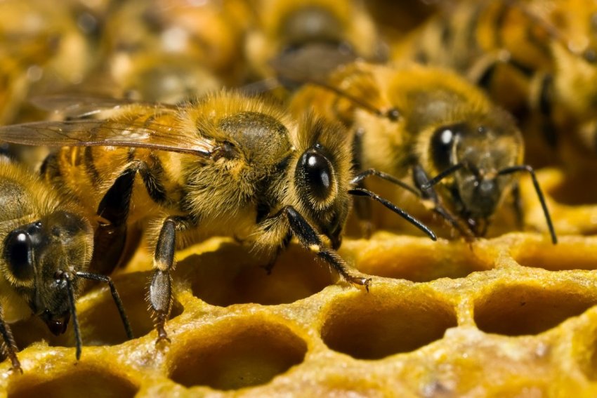 Пчёлы-фуражиры