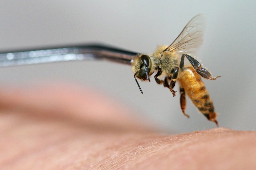 Какую пользу приносит пчела человеку thumbnail