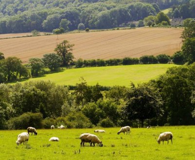 У Шотландії смуги громадських земель перетворюються на ферми 