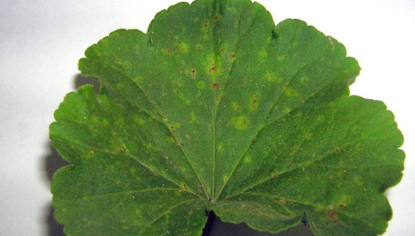 Іржа на аркушах герані