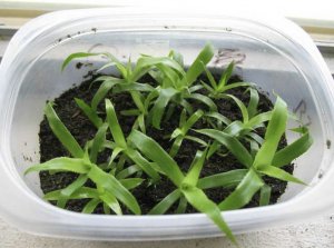 Вирощування з насіння